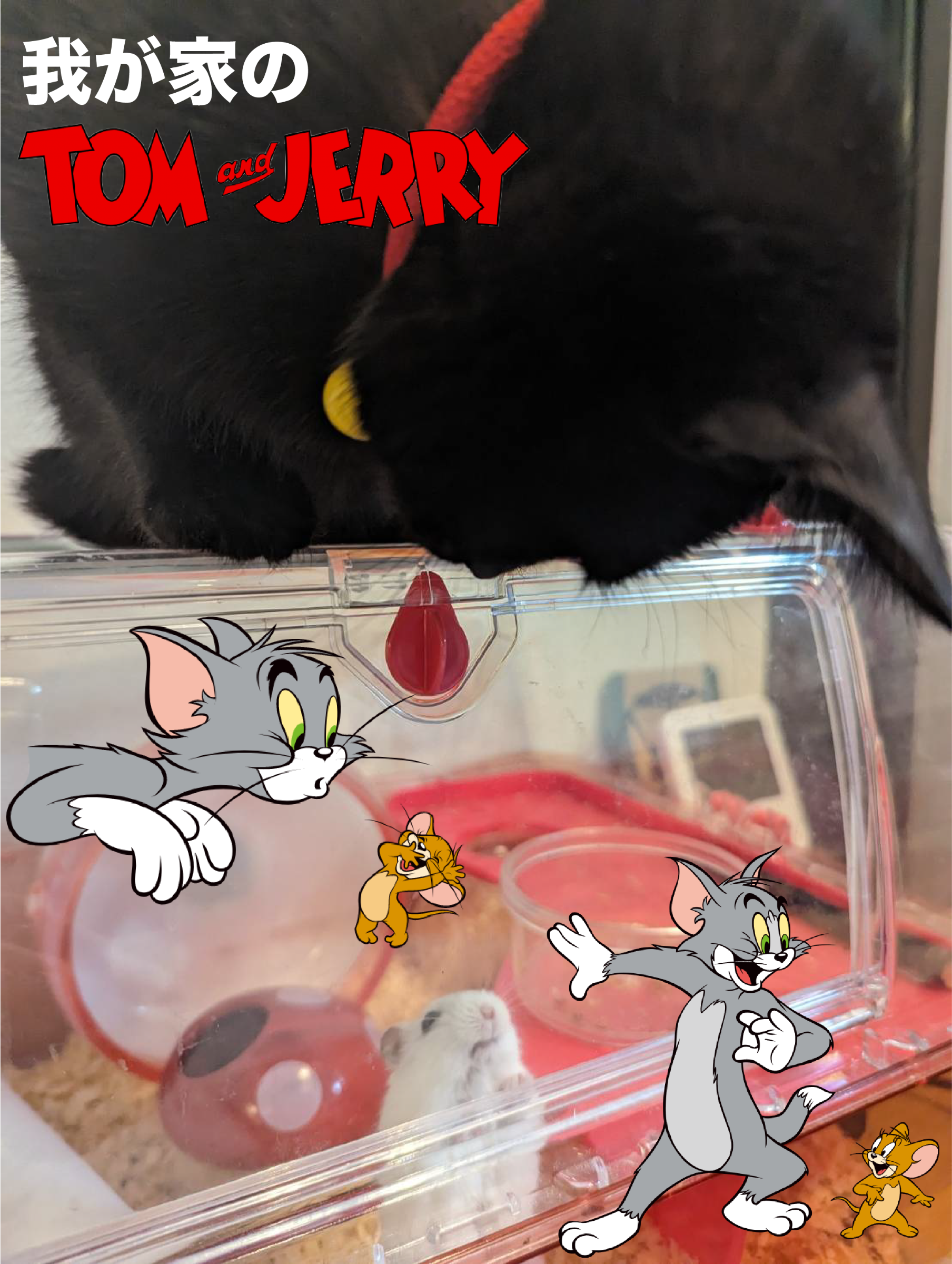 我が家のTOM and JERRY